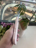 JGOZZ【一體按鍵全包】適用蘋果17promax手機(jī)殼iphone17pro液態(tài)硅膠保護(hù)套17Ari全包鏡頭防摔17男女軟殼 細(xì)圈磁吸【豆紫色】按鍵全包丨贈鋼化膜 蘋果17ProMax 曬單實(shí)拍圖