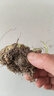 重瓣香水晚香玉種球大花濃香四季花卉耐寒盆地栽綠植懶人養不死花 紫羅蘭連體苗9-15個(gè)芽 +肥 曬單實(shí)拍圖