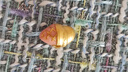周六福黃金轉(zhuǎn)運(yùn)珠女款3D硬金琺瑯生肖冰淇淋蛇芙蓉石手串 定價(jià) 0.91g 曬單實(shí)拍圖