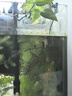派樂(lè )特 魚(yú)缸孵化盒孔雀魚(yú)繁殖盒斗魚(yú)亞克力隔離盒 孵化盒小號 曬單實(shí)拍圖