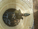 沃鼎王者神劍三代釣魚(yú)竿碳纖維超輕鯽魚(yú)竿大物竿魚(yú)桿臺釣竿5.4米 5.5H 曬單實(shí)拍圖