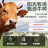 月盛齋原切內蒙厚切牛舌150g 生鮮燒烤食材清真 中華老字號【真原切】 曬單實(shí)拍圖