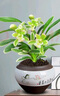金邊矮種蘭花盆栽濃香型名貴蘭花墨蘭辦公室內(nèi)綠植物花卉中國龍 鳳凰冠4苗連體 曬單實(shí)拍圖