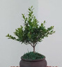 開(kāi)時(shí)果 小葉赤楠盆景擺件 辦公室桌面綠植花卉好養(yǎng)盆栽植物源頭直發(fā)包郵 【熱銷(xiāo)款】舍得紫砂盆+黑石+底座 曬單實(shí)拍圖