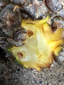 蒲戀海南金鉆鳳梨新鮮水果手撕鳳梨削皮即食無(wú)眼菠蘿時(shí)令熱帶水果 9斤分享裝【3-4枚】量大過(guò)癮 S+級商超好貨【性?xún)r(jià)比高】 曬單實(shí)拍圖