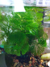 云峰海瑞水草活體懶人草魚缸造景活體水草套餐魚缸水草有莖類中后景真水草 【實惠】-綠菊（5只一組） 曬單實拍圖