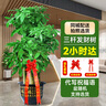 臨雅【同城小時(shí)達】發(fā)財樹(shù)盆栽喬遷開(kāi)業(yè)送禮大綠植門(mén)店配送擺放植物 【2小時(shí)達】步步高發(fā)財樹(shù)1.6-1.8米【福字盆】 曬單實(shí)拍圖