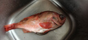 賣魚七郎紅石斑魚凈重3.2斤-3.4斤共2條海捕鮮活冷凍大眼魚整條富貴魚魚類 曬單實(shí)拍圖