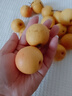 趣覓鮮鞍山南果梨香水梨子禮盒裝正宗東北特產(chǎn)南國梨子紅皮新鮮水果 5斤帶箱黃果40個(gè)左右 曬單實(shí)拍圖