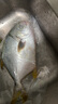 翔泰 海南金鯧魚(yú)凈重900g 2條裝  魚(yú)類(lèi)生鮮 火鍋食材 海鮮水產(chǎn) 中秋 曬單實(shí)拍圖