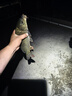 川澤強(qiáng)硬鋒袖魚鉤子線雙鉤黑坑防纏繞鯽魚鉤正品綁好成品競(jìng)技袖鉤 45CM有刺【鉤3線0.8】 強(qiáng)硬鋒袖20付 曬單實(shí)拍圖