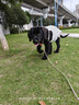 汪爸爸鮮肉全價(jià)犬糧鴨肉梨配方泰迪柯基幼犬成犬凍干糧清火通用型狗糧 鴨肉梨中大型專(zhuān)用犬糧10kg【囤貨裝】 曬單實(shí)拍圖