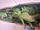 COSTA咖啡豆意式拼配+哥倫單品豆中深烘手沖油脂豐富組合手沖黑咖啡1kg 曬單實(shí)拍圖