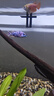 瀚幻三湖慈鯛中大型活體熱帶觀(guān)賞魚(yú)馬鯛伊巴卡藍六間非洲王子藍面財神 OB孔雀8-10cm 1條 曬單實(shí)拍圖