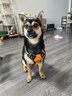 索米拉（Suomila）狗狗胸背帶背心式大型犬防爆沖柴犬金毛中小遛狗繩牽引繩 橙色S碼 曬單實(shí)拍圖