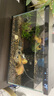米家（MIJIA）智能生態(tài)魚缸定時(shí)喂食智能魚缸+畫法幾何增氧泵套裝 曬單實(shí)拍圖
