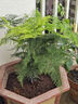 花行榜文竹盆栽花卉盆景植物水培好養(yǎng)綠植四季大文竹（原土球）源頭直發(fā) 曬單實(shí)拍圖