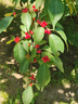 斯沃森（SWARSON）墻貼自粘墻紙貼畫(huà)兒童臥室裝飾貼紙防潮防霉背景墻面翻新墻壁貼紙 曬單實(shí)拍圖