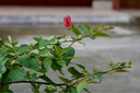永諾 YN50mm F1.8 多規(guī)格R口小痰盂單反微單標(biāo)準(zhǔn)定焦鏡頭 適用于索尼口ZV-E10尼康口富士口佳能口相機 50F1.8R 多規(guī)格R口 黑色（全畫幅） 曬單實拍圖