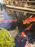 池泉變頻魚(yú)池大流量潛水泵底吸循環(huán)過(guò)濾器水泵池泉變頻揚程泵池泉變頻揚程泵75W 曬單實(shí)拍圖