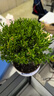 景郁春 JIRYUCUR 小葉赤楠盆栽大棵老樁植物辦公室室內(nèi)綠植 荷花陶瓷盆 源頭直發(fā) 曬單實拍圖