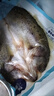 鴻順?三去海鱸魚(yú)3斤3條 去鱗去腮去內臟 國產(chǎn) 生鮮魚(yú)類(lèi) 源頭直發(fā) 曬單實(shí)拍圖
