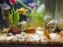 【龍晴?鴻運】冷水魚(yú)魚(yú)苗幼苗小金魚(yú)鴻運當頭獅子頭好養耐活小型金魚(yú)龍睛金魚(yú)大眼 龍睛+鴻運紅獅隨機6條【不可備注顏色】 4-6厘米【靈動(dòng)好看】 曬單實(shí)拍圖