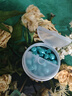 楓緹（Ble de Fonty）面部精華油保濕緊致抗皺修護面部次拋膠囊精華敏肌可用 品牌授權 【精準淡斑】papi醬同款美白淡斑精華30粒 曬單實(shí)拍圖