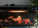 米家小米米家智能魚(yú)缸濾芯 多層復合過(guò)濾 物理+生化過(guò)濾 曬單實(shí)拍圖
