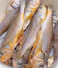 滋百尚舟山野生小黃魚新鮮冷凍海鮮黃魚燒烤夜宵食材海捕深海魚 【中號】12-16條/斤4斤 曬單實拍圖