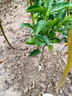 景琳涵正宗沙糖橘樹(shù)苗大苗南方果樹(shù)北方耐寒種植砂糖桔果樹(shù)苗橘子樹(shù)果苗 砂糖橘高40-60公分（包成活）帶葉發(fā)貨 曬單實(shí)拍圖