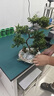 五層塔松盆栽造型盆景植物室內茶室辦公室桌面綠植喬遷新居送禮物 步步高地柏-八方來(lái)財 帶盆栽好 曬單實(shí)拍圖