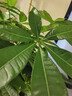 臨雅步步高發(fā)財樹(shù)三桿原生客廳大盆栽大型綠植喬遷新居辦公室開(kāi)業(yè)送禮 三桿步步高1.3-1.4米+白色菱形盆 曬單實(shí)拍圖