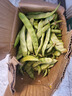 黃六爺東北油豆角10斤現(xiàn)摘新鮮蔬菜黑龍江一點紅油豆角九月青開鍋爛整箱 5斤【新鮮超嫩】 曬單實拍圖