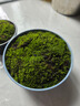 孫凱（SUNKAI）鮮活苔蘚青苔蘚 微景觀(guān)植物盆景生態(tài)瓶diy綠植水陸缸假山盆栽盆景 曬單實(shí)拍圖