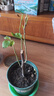 稀有三角梅新品四季開(kāi)花幼苗盆栽陽(yáng)臺好養花 印度畫(huà)報【包對版成活+肥料】 八年生枝條扦插成活【花開(kāi)滿(mǎn)樹(shù)】 曬單實(shí)拍圖