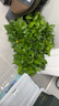 雙盟綠蘿盆栽除甲醛花卉綠植辦公室新房?jì)艋諝?120款10盆源頭直發(fā) 曬單實(shí)拍圖
