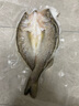 GUO LIAN國聯(lián)水產(chǎn) 酒香三去海鱸魚凈重400g 免殺免處理即烹海鮮食材生鮮 曬單實拍圖
