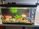 畫(huà)法幾何魚(yú)缸造景海綿寶寶菠蘿屋裝飾擺件仿真造景沉木魚(yú)缸水族箱造景 蘑菇造景套裝 曬單實(shí)拍圖