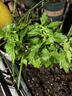 【帶花苞發(fā)貨】重瓣荷蘭菊四季開花菊花大苗室內(nèi)陽臺四季耐寒好養(yǎng) 燦爛黃【原盆原土帶花苞】 曬單實拍圖