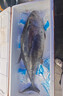 深海金槍魚(yú)刺身整條海鮮海魚(yú)黃旗鮮活新鮮黃鰭大目金槍生魚(yú)片大魚(yú) 9-10斤/1條黃鰭金槍魚(yú) 曬單實(shí)拍圖