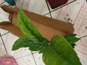 金花茶樹(shù)苗金花茶樹(shù)苗金花茶盆栽室內陽(yáng)臺花卉茶花盆栽室外茶花樹(shù) 金花茶40-50厘米 當年開(kāi)花 帶育苗盆帶原土發(fā)貨  送肥料 曬單實(shí)拍圖