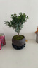 八芽 小葉赤楠盆景擺件室內(nèi)綠植花卉盆栽老樁客廳辦公室桌面好養(yǎng)植物 （【熱銷款】舍得紫砂盆赤楠+苔蘚+底座） 曬單實(shí)拍圖