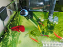 創(chuàng  )星魚(yú)缸加熱棒電加熱器自動(dòng)恒溫水族箱小型烏龜缸加溫棒HCH 【自動(dòng)恒溫】適25L缸內藍頭HCH-50W 曬單實(shí)拍圖