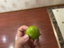 春公子正宗蜂糖李【JD送貨上門(mén)】蜂蜜李子孕婦水果脫骨脆李七夕水果禮盒 甄選果王【30-40g】 3斤分享裝【30年老樹(shù)】?jī)糁?.5斤 曬單實(shí)拍圖