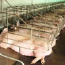 新希望六和豬禽反芻預混料霉克生物脫霉劑全面脫獸藥保健降解霉菌 霉克1公斤 曬單實(shí)拍圖