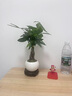 樹(shù)上花開(kāi)發(fā)財樹(shù)招財富貴竹轉運室內小盆栽辦公室客室內桌面綠植吸甲醛好養 辮子發(fā)財樹(shù)原盆1份 曬單實(shí)拍圖