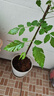 白蘭花盆栽玉蘭花樹苗帶花苞黃蘭陽臺(tái)庭院濃香型花卉四季花卉植物 白蘭3年苗高40-50cm 曬單實(shí)拍圖