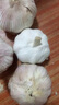 黃六爺河南干蒜紫皮特大蒜頭10斤新種子農(nóng)家臘八蒜獨頭蒜新鮮蒜頭多瓣蒜 3斤 紫皮干蒜【實惠小果】好吃又便宜 曬單實拍圖