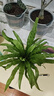 鳥(niǎo)巢蕨盆栽鐵線(xiàn)蕨驅蚊綠植水培室內蕨類(lèi)植物凈化空氣四季常青 鳥(niǎo)巢蕨20-30公分（加侖盆） 曬單實(shí)拍圖